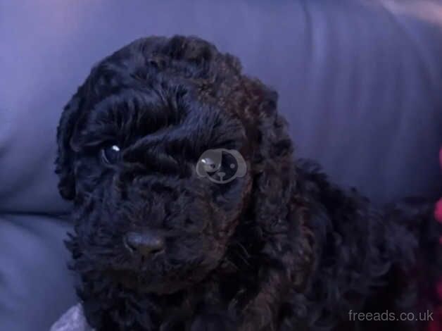 Beautiful F1B cockapoo looking for his next sofa to sit on for sale in Cardiff/Caerdydd, Cardiff - Image 3