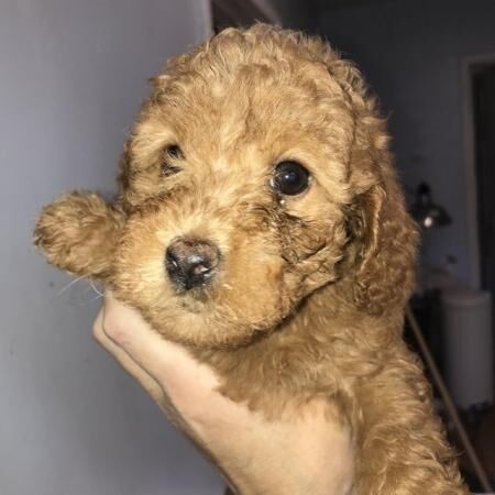 Beautiful F1b cockapoo puppies for sale in Manchester, Greater Manchester