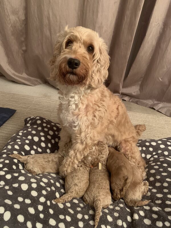 Beautiful F1b Cockapoo Puppies for sale in Burton upon Trent, Staffordshire