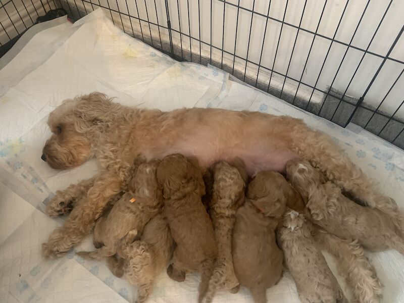 Beautiful F1b Cockapoo Puppies for sale in Burton upon Trent, Staffordshire - Image 2