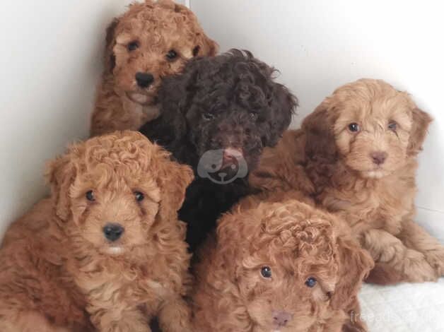 Beautiful F1b cockapoo puppies for sale in Goole, East Riding of Yorkshire