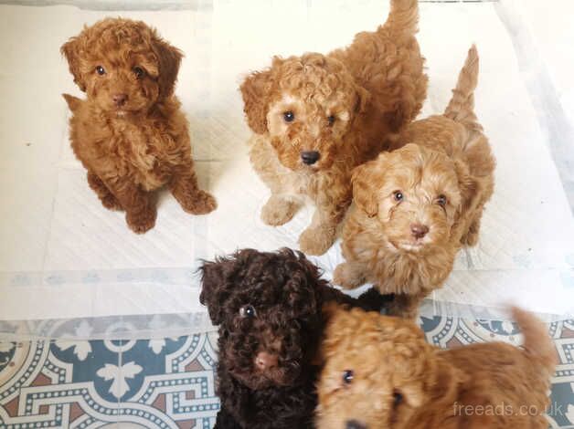 Beautiful F1b cockapoo puppies for sale in Goole, East Riding of Yorkshire - Image 3