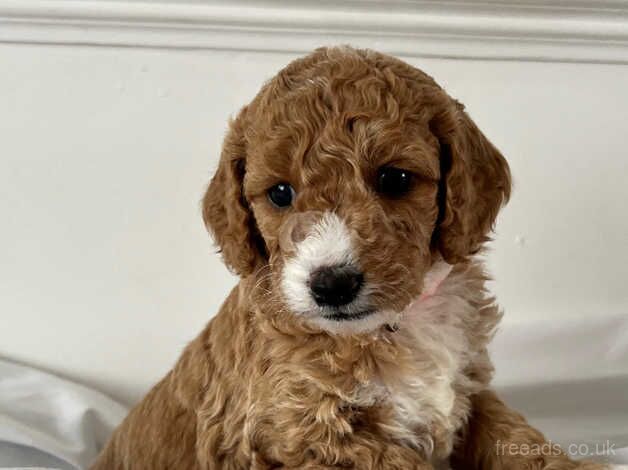 Beautiful F1B cockapoo puppies for sale in Hillingdon, London