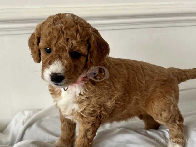 Beautiful F1B cockapoo puppies for sale in Hillingdon, London - Image 2