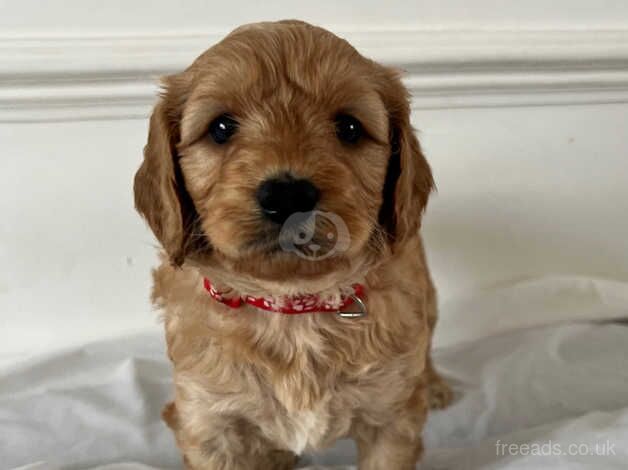 Beautiful F1B cockapoo puppies for sale in Hillingdon, London - Image 3