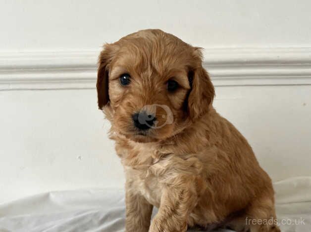 Beautiful F1B cockapoo puppies for sale in Hillingdon, London - Image 4