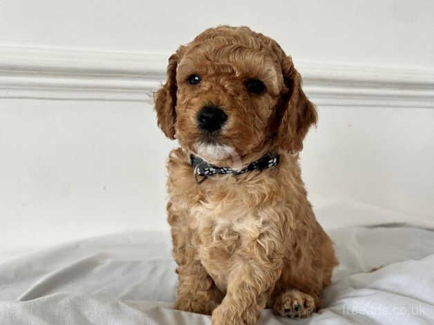 Beautiful F1B cockapoo puppies for sale in Hillingdon, London - Image 5