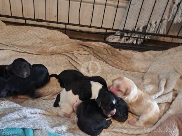 Beautiful cockapoos for sale in Bromley, Bromley, Greater London