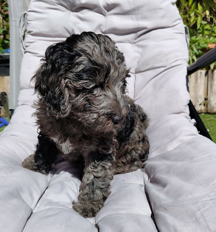 Beautiful F1b Cockapoos, All Sold - Cockapoo Puppies For Sale in