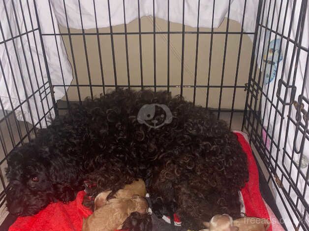 Cockapoo Puppies for sale in North Ayrshire