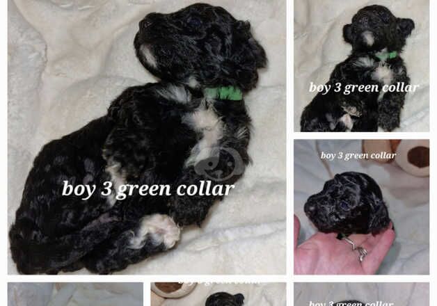 Cockapoo Puppies for sale in Greater Manchester