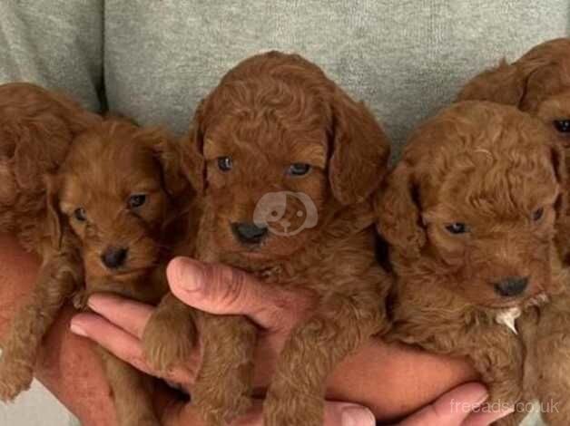 Beautiful F1b Cockpoo Puppies for sale in Douglas, South Lanarkshire