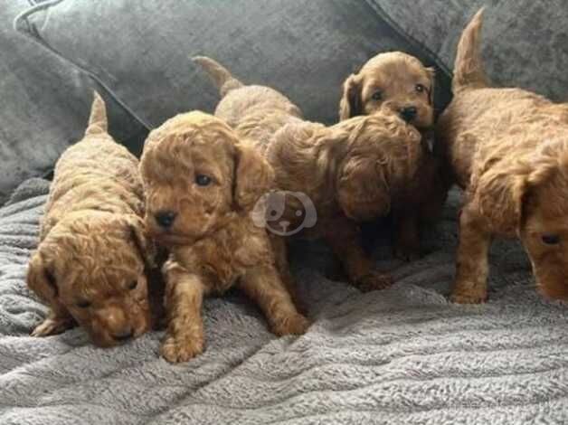 Beautiful F1b Cockpoo Puppies for sale in Douglas, South Lanarkshire - Image 2