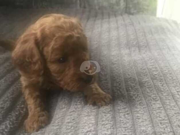 Beautiful F1b Cockpoo Puppies for sale in Douglas, South Lanarkshire - Image 3