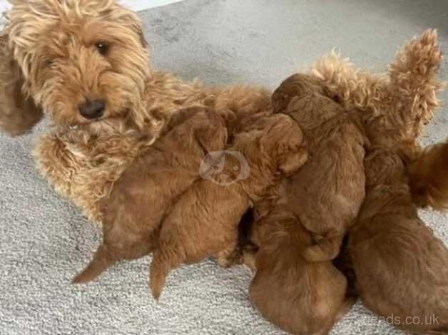 Beautiful F1b Cockpoo Puppies for sale in Douglas, South Lanarkshire - Image 4