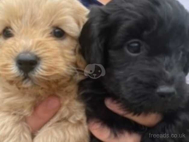 Beautiful f1b puppies for sale in Wellington, Cumbria