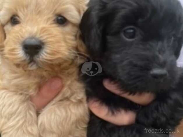 Beautiful f1b puppies for sale in Wellington, Cumbria - Image 2