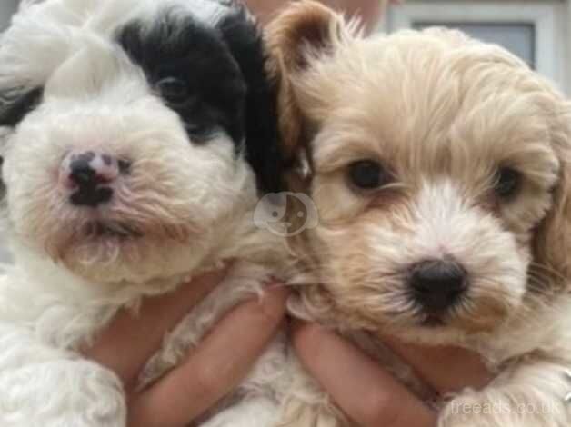 Beautiful f1b puppies for sale in Wellington, Cumbria - Image 3