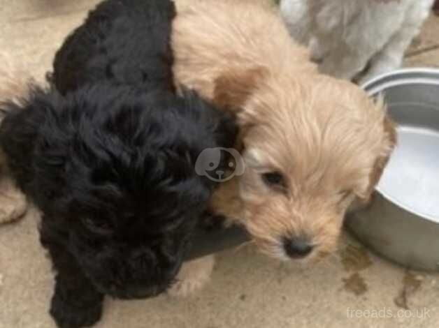 Beautiful f1b puppies for sale in Wellington, Cumbria - Image 5