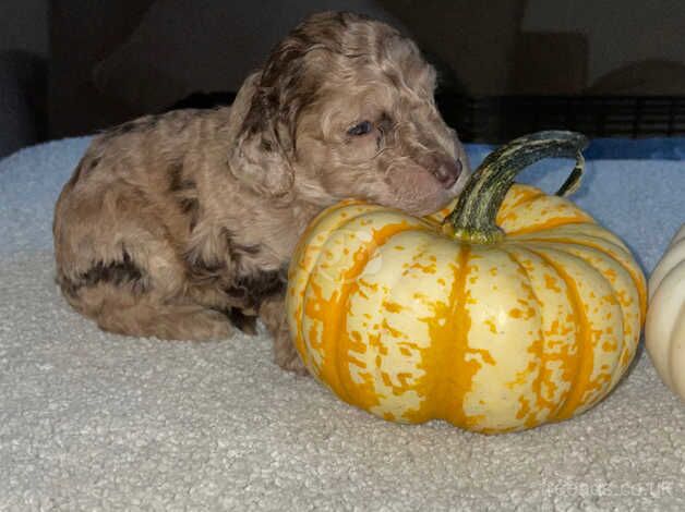 Beautiful f1bs cockapoo for sale in Beaconsfield, Buckinghamshire