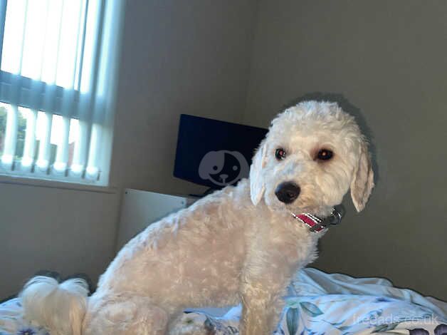 Beautiful f1bs cockapoo for sale in Beaconsfield, Buckinghamshire - Image 2