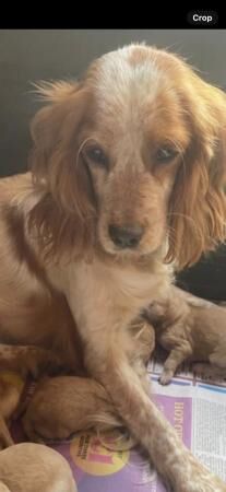 Beautiful f1cockapoo boys for sale in Tadley, Hampshire - Image 2