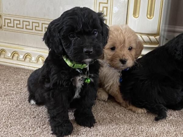 Beautiful f1cockapoo boys for sale in Tadley, Hampshire - Image 3