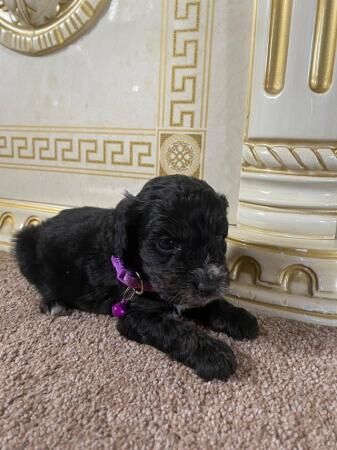 Beautiful f1cockapoo boys for sale in Tadley, Hampshire - Image 4