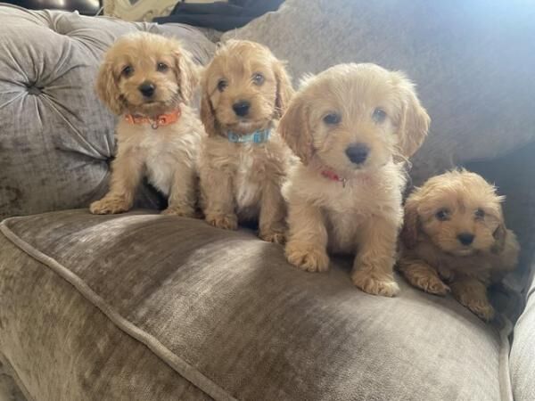 Beautiful f1cockapoo boys for sale in Tadley, Hampshire - Image 5