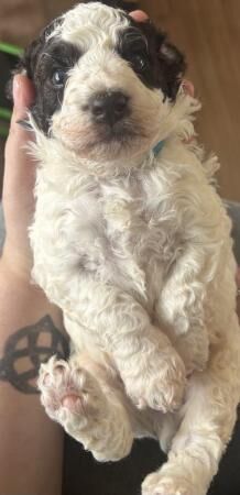 Beautiful f2 cockapoo puppies for sale in Sunderland, Tyne and Wear