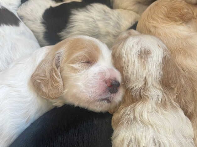 Beautiful Cockapoo Puppies Boys & Girls for sale in Halifax, West Yorkshire