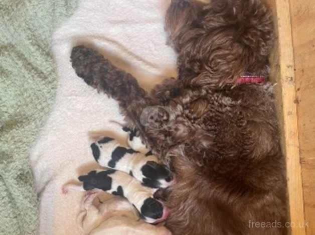 Beautiful Cockapoo Puppies Boys & Girls for sale in Halifax, West Yorkshire - Image 2