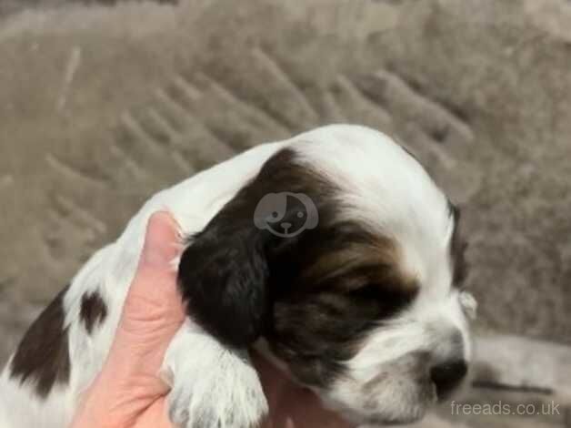 Beautiful Cockapoo Puppies Boys & Girls for sale in Halifax, West Yorkshire - Image 3