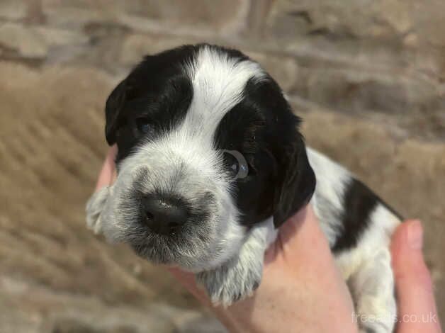 Beautiful Cockapoo Puppies Boys & Girls for sale in Halifax, West Yorkshire - Image 4