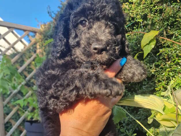 Beautiful F2 cockapoo puppies for sale in Llanelli, Carmarthenshire