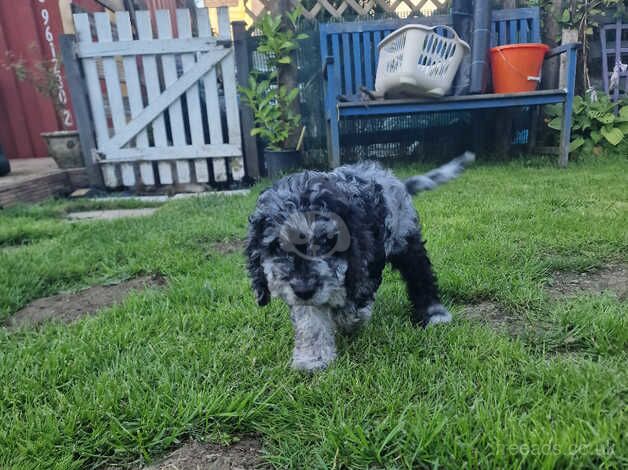 Beautiful F2 cockapoo puppies for sale in Llanelli, Carmarthenshire - Image 2