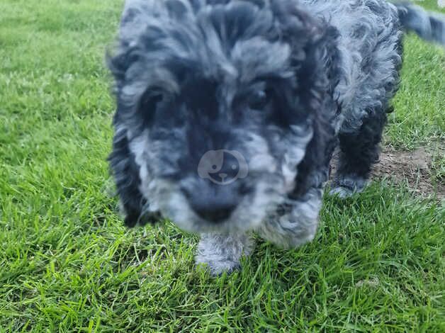 Beautiful F2 cockapoo puppies for sale in Llanelli, Carmarthenshire - Image 3