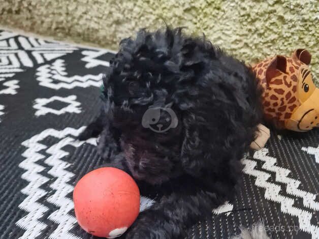 Beautiful F2 cockapoo puppies for sale in Llanelli, Carmarthenshire - Image 4