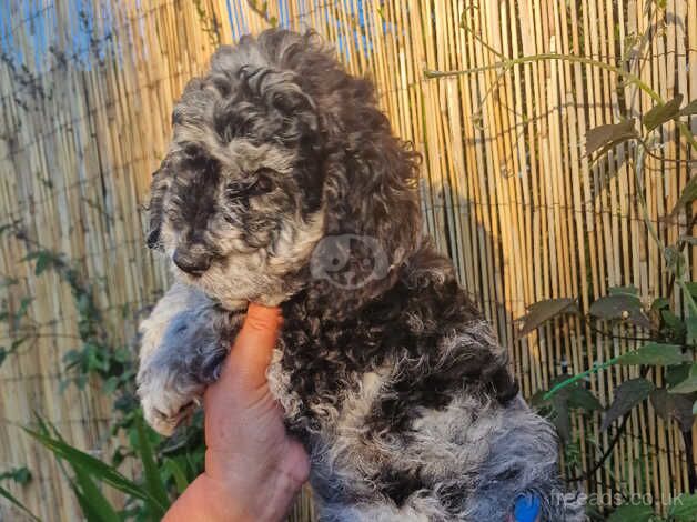 Beautiful F2 cockapoo puppies for sale in Llanelli, Carmarthenshire - Image 5