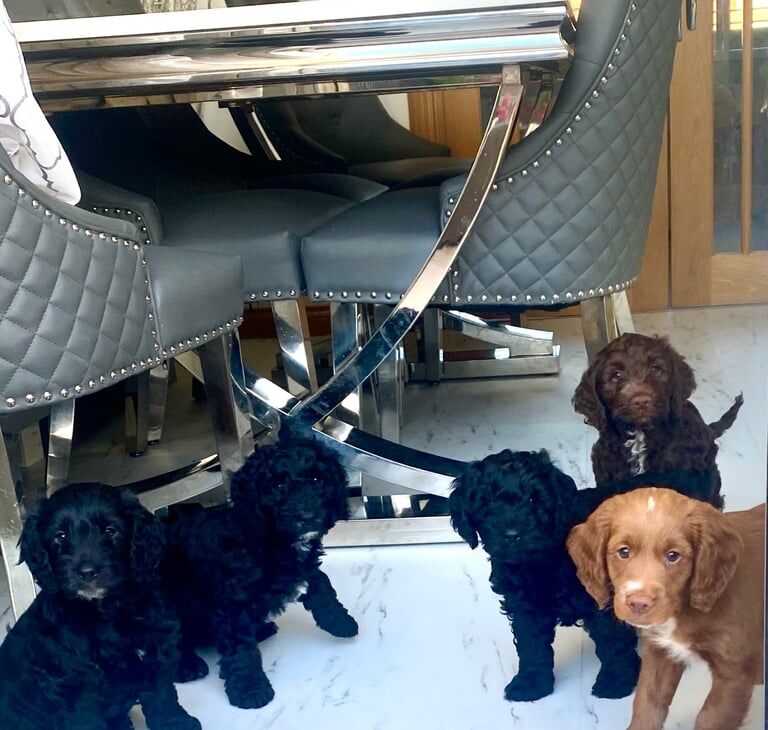 Beautiful F2 cockapoo puppies ready for furever home for sale in Newcastle upon Tyne, Tyne and Wear