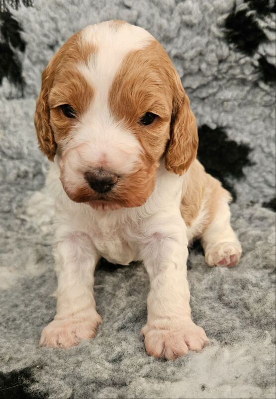 Beautiful F2 puppies for sale in Doncaster, South Yorkshire