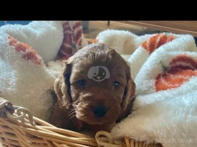 Beautiful F3 Cockapoo puppies for sale in Cwmbran, Torfaen