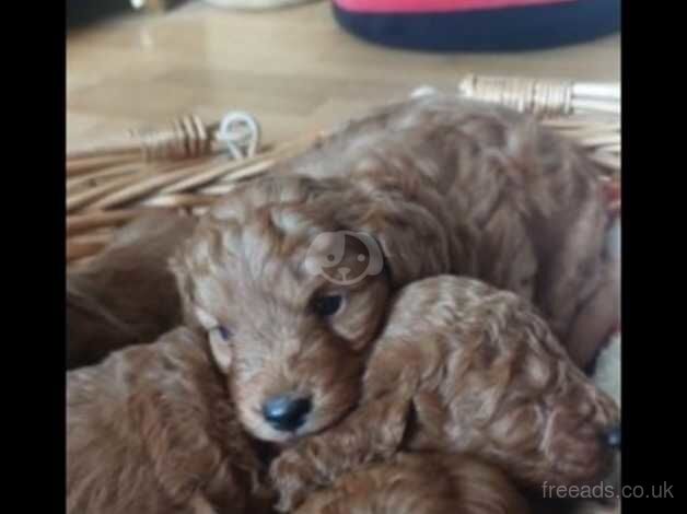 Beautiful F3 Cockapoo puppies for sale in Cwmbran, Torfaen - Image 2