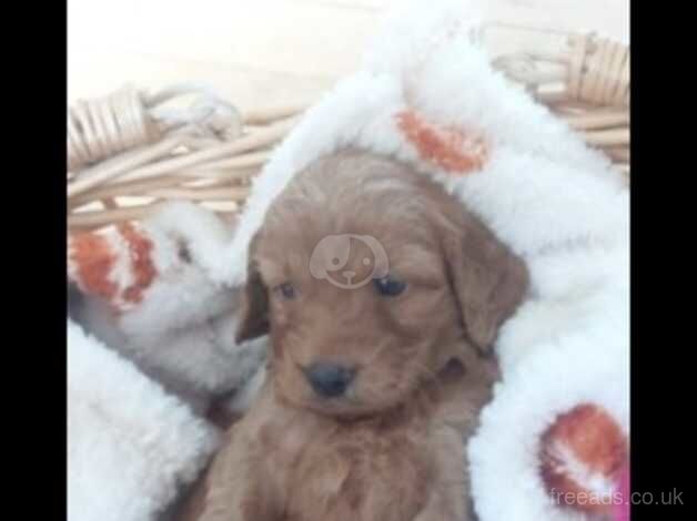 Beautiful F3 Cockapoo puppies for sale in Cwmbran, Torfaen - Image 3