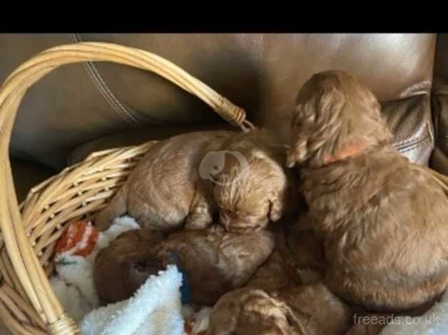 Beautiful F3 Cockapoo puppies for sale in Cwmbran, Torfaen - Image 5