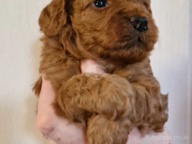 Beautiful flb cockapoo pups for sale in Nelson, Lancashire