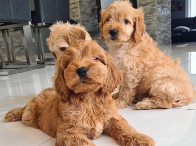 Beautiful fluffy red cockapoos £350 for sale in Armagh, Armagh - Image 1