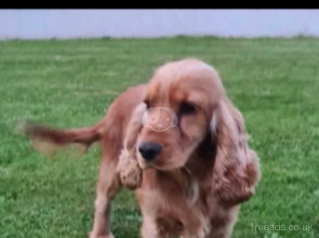 Beautiful fluffy red cockapoos £350 for sale in Armagh, Armagh - Image 2