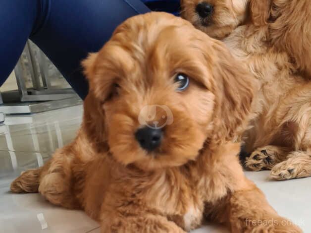 Cockapoo Puppies for sale in Armagh