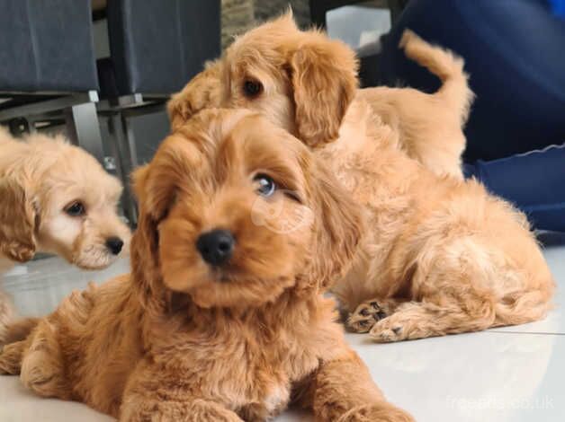 Beautiful fluffy red cockapoos £350 for sale in Armagh, Armagh - Image 5